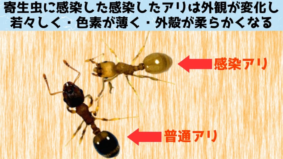 寄生虫「A.brevis」は宿主を後で食べるといったこともなく、ひたすら長寿と繁栄（VIP待遇）をもたらしてくれます。