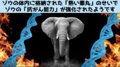 ゾウの「睾丸を外にブラブラさせない」進化が抗がん能力の起源だったの画像 1/4