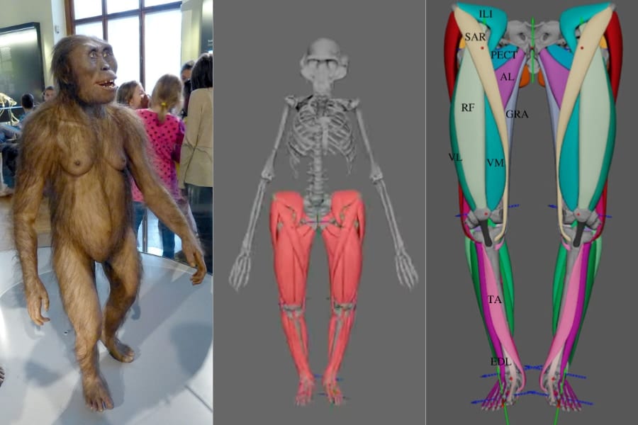 絶滅ヒト族「ルーシー」の筋肉構造を復元！現代人のようにスタスタ歩けた⁈