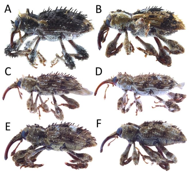 Aが「リュウキュウカレキゾウムシ」、B〜Fは沖縄に生息する他のカレキゾウムシ5種