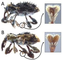 A：リュウキュウカレキゾウムシ、B：セグロカレキゾウムシ