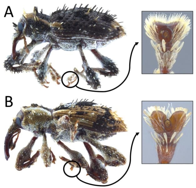 A：リュウキュウカレキゾウムシ、B：セグロカレキゾウムシ