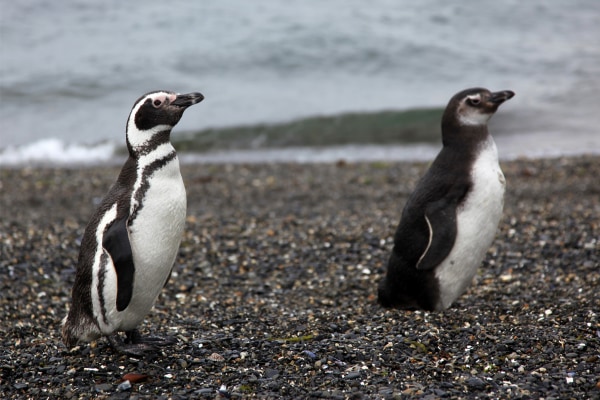 ペンギンの胃から見つかる石は何のためか？