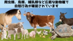 広範な動物種で自慰が観察されています