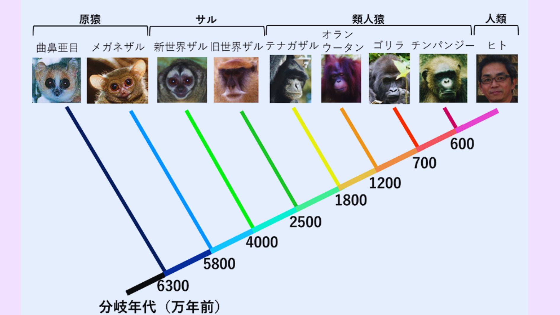 霊長類の自慰の起源は4千万年前だった!?自慰の進化的利点とは？の画像 3/5