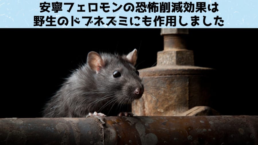 野生のドブネズミの警戒心をやわらげて罠にかかりやすくできるかもしれません