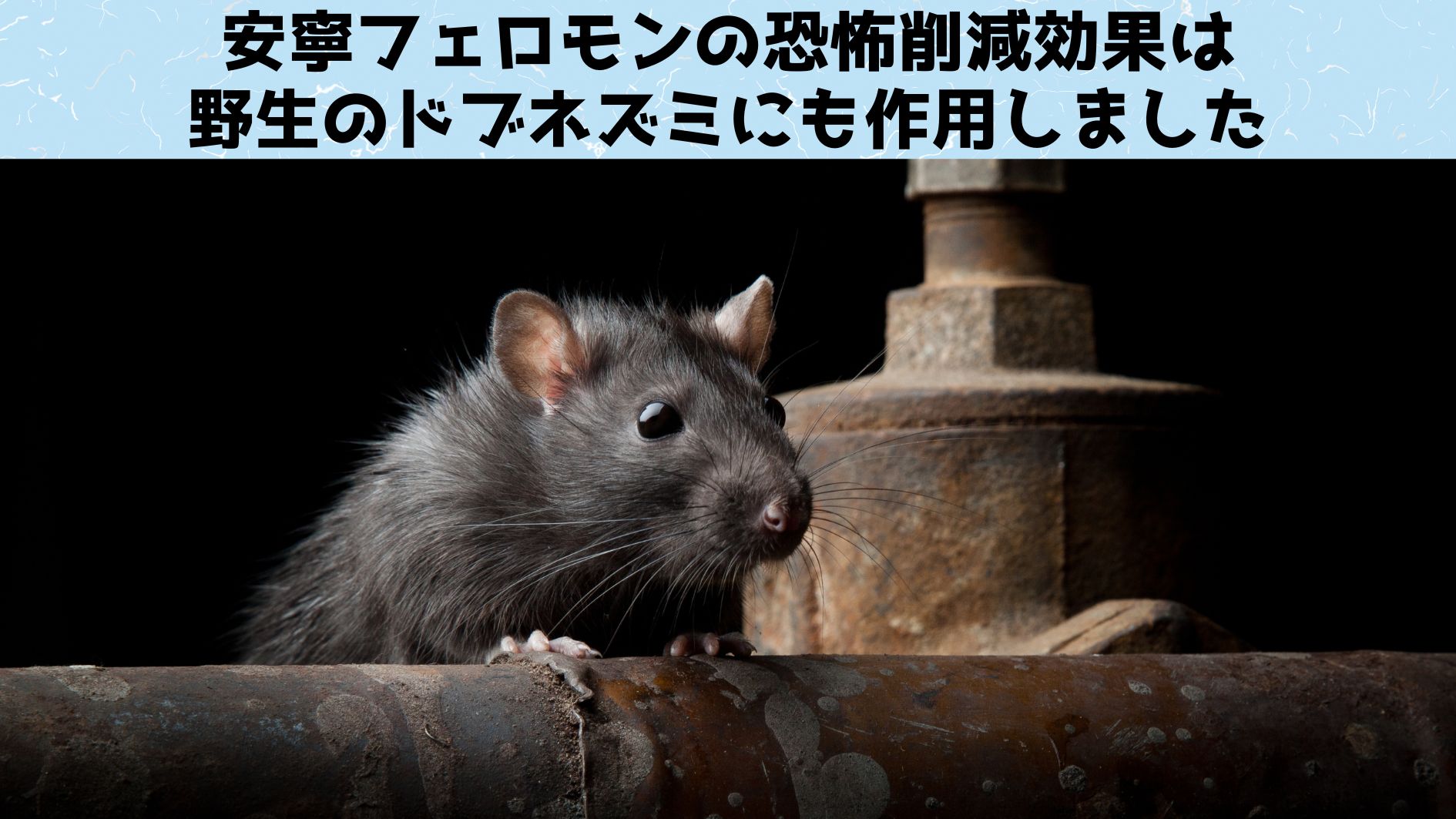 野生のドブネズミの警戒心をやわらげて罠にかかりやすくできるかもしれません