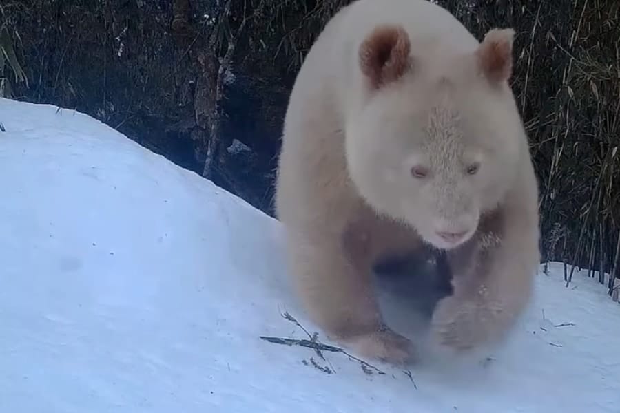 「白のパンダ」は実在した！世界唯一のアルビノパンダを中国で発見