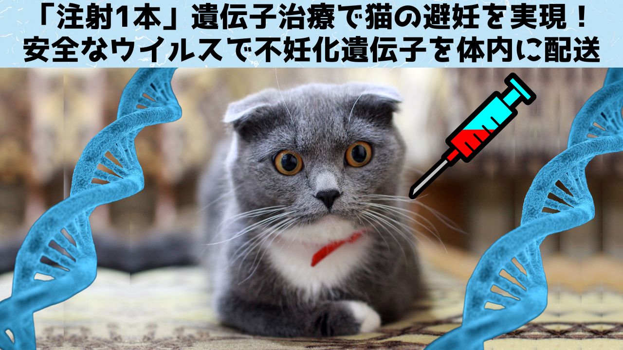 「注射1本」遺伝子治療で猫の避妊を実現！安全なウイルスで生涯不妊化も視野