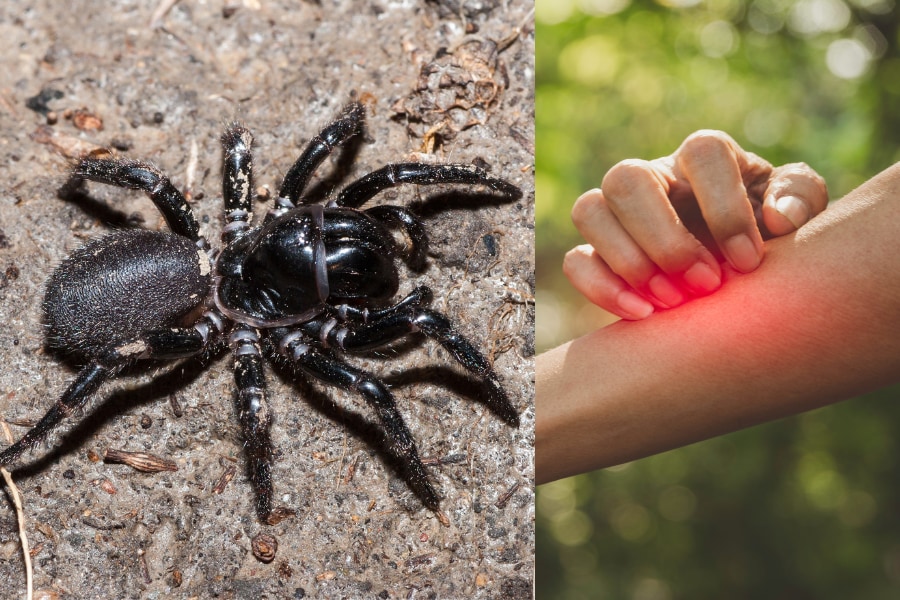 世界最凶クラスの毒グモは「気分」によって毒の成分を変えていた