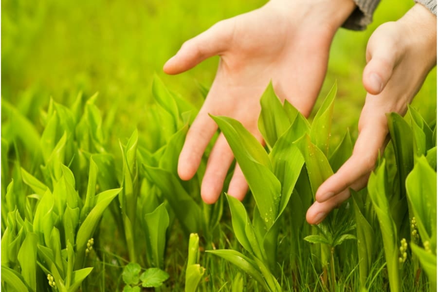 植物は何かに「触られた瞬間」と「離れた瞬間」が分かっていた！