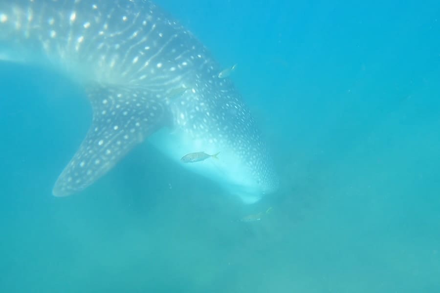 世界初！ジンベエザメの「海底で砂を吸い込むような採餌方法」を発見