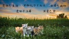 研究者たちは全ての猫たちが幸せな生活を送れるならば、それが最大の報酬になると述べています