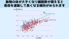 動物の体の大きさと寿命の関係