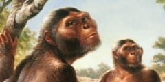 絶滅ヒト族「ルーシー」は現代人のように真っ直ぐ立ってスタスタ歩けた⁈