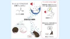 ラットの安寧フェロモン：恐怖を減らす神秘的な力