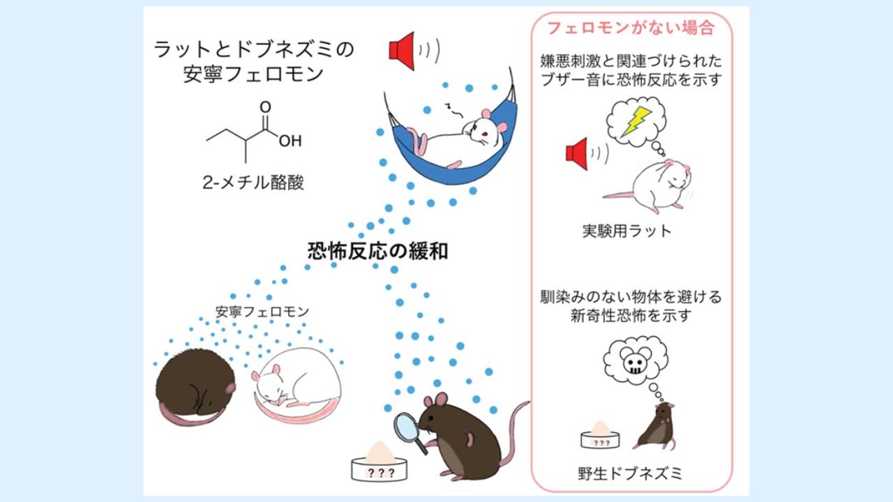 ラットの安寧フェロモン：恐怖を減らす神秘的な力