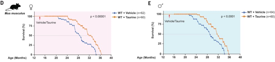 メスとオスのマウスの寿命。（青）タウリンなし、（オレンジ）タウリンあり