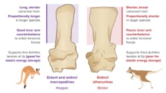 左：現代カンガルー、右：絶滅カンガルーの足首。絶滅種の足首はホッピングに不適だった