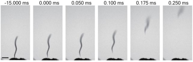 線虫が垂直に飛んでいく連続写真