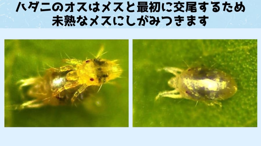 ハダニのオスは粘着質な強制脱衣の執行者でもあった