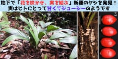 地面の下で「花」を咲かせ「実」を結ぶ新種のヤシを発見！