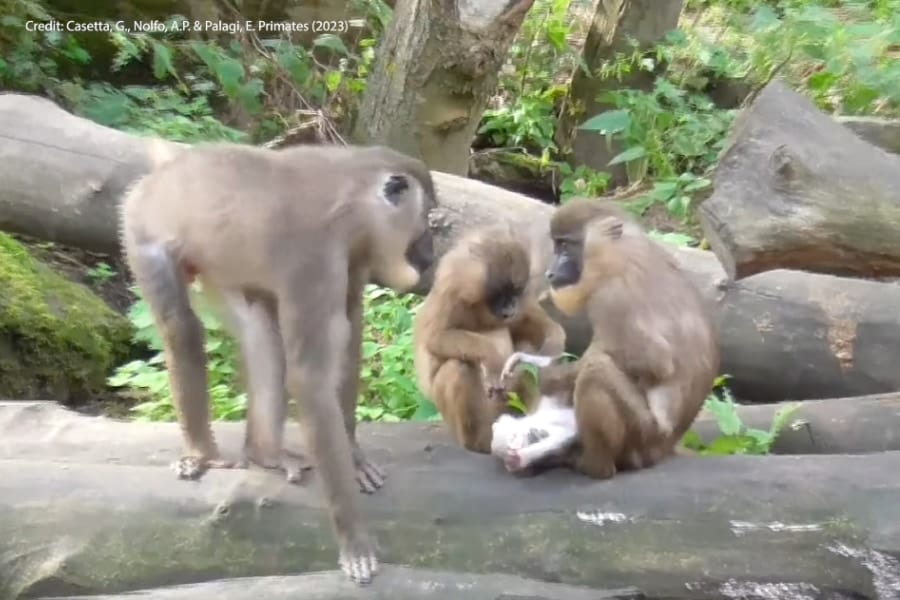 動物園の母ザルが「わが子の亡骸」を食べてしまう！