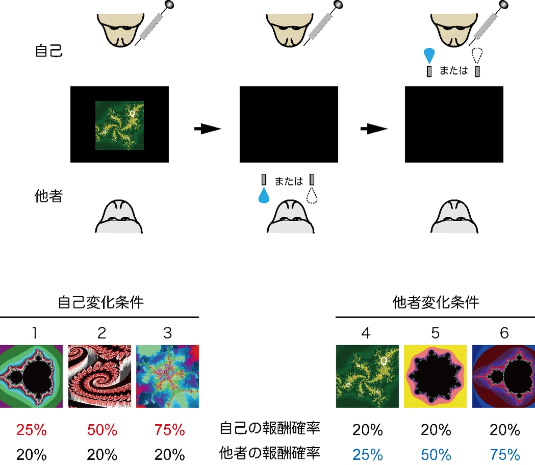 1~6の図形に相当する報酬確率が提示される（図4なら自己20%、他者25%）