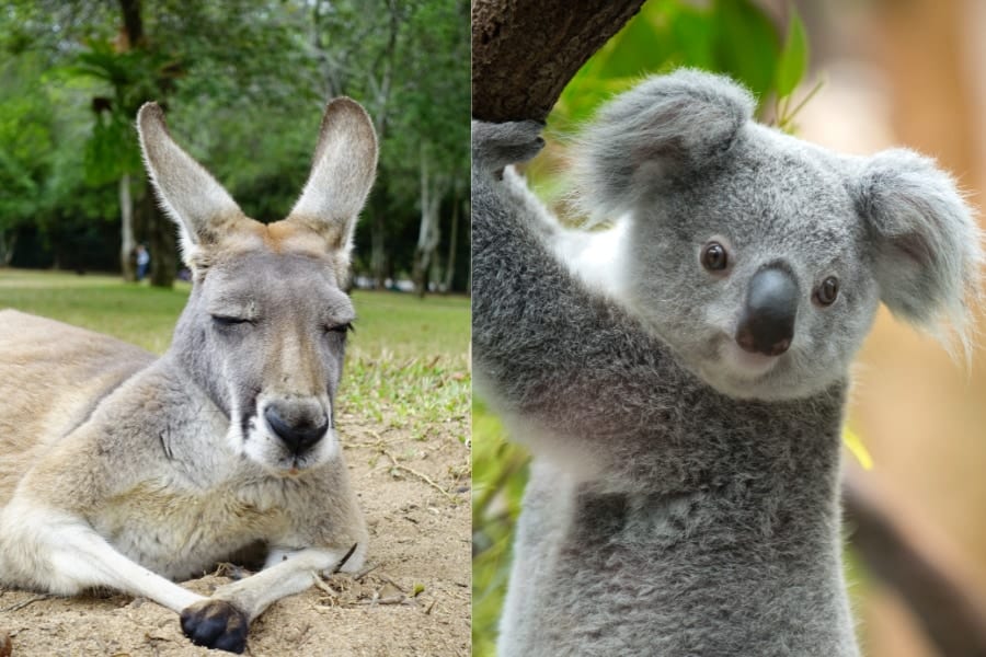 なぜカンガルーとコアラはアジアへ移動できなかったのか？