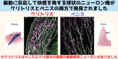 振動に反応するニューロンをクリトリスとペニスで発見