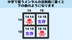 中学生の頃に習うメンデルの遺伝図