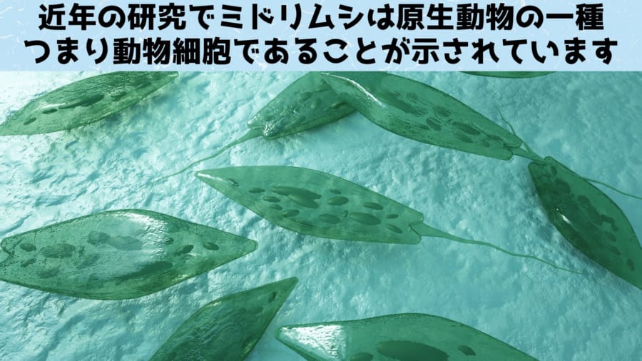 ミドリムシの遺伝子を解析すると元は原生動物であったことがわかりました