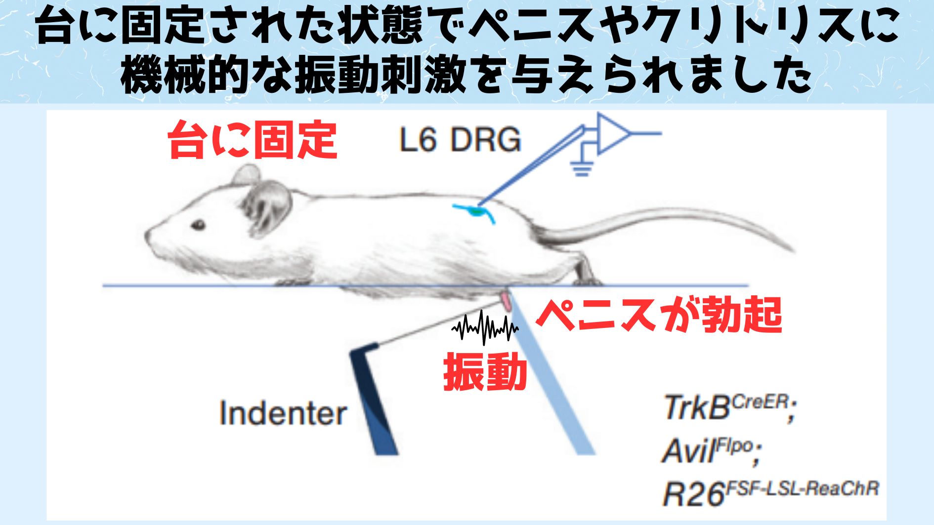 マウスのペニスやクリトリスを刺激する方法