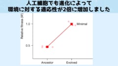 人工細胞は自然細胞よりも早く進化できる