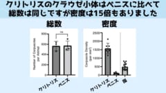 クラウゼ小体の総数と密度の比較