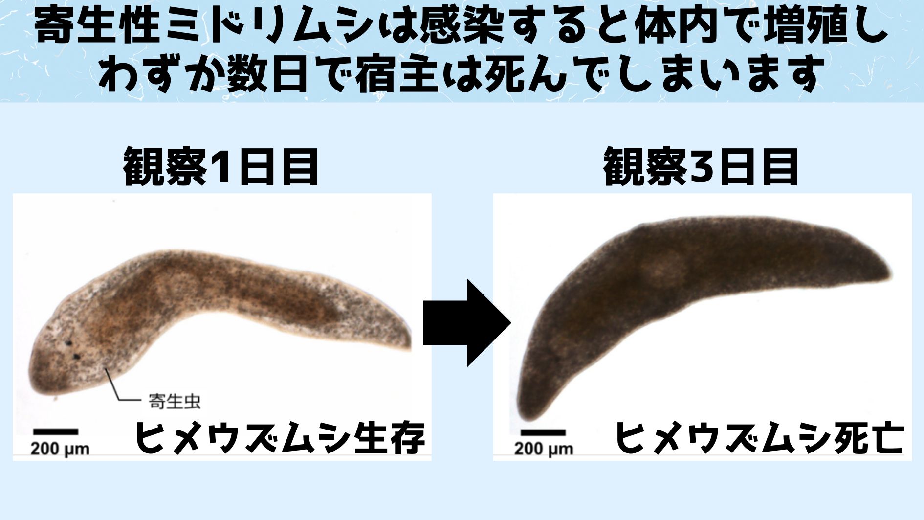 寄生性ミジンコが感染した動物はわずか数日で死んでしまいます