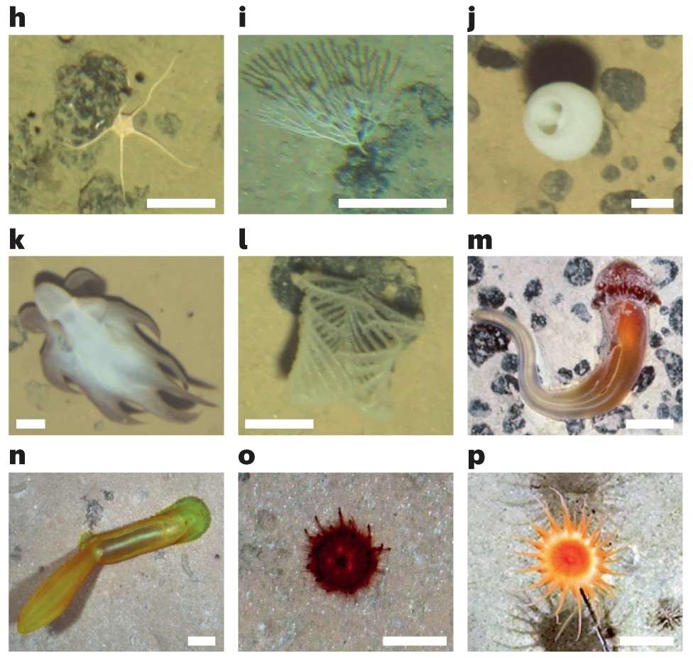 水深4600m以深で見つかった殻のない生物たち