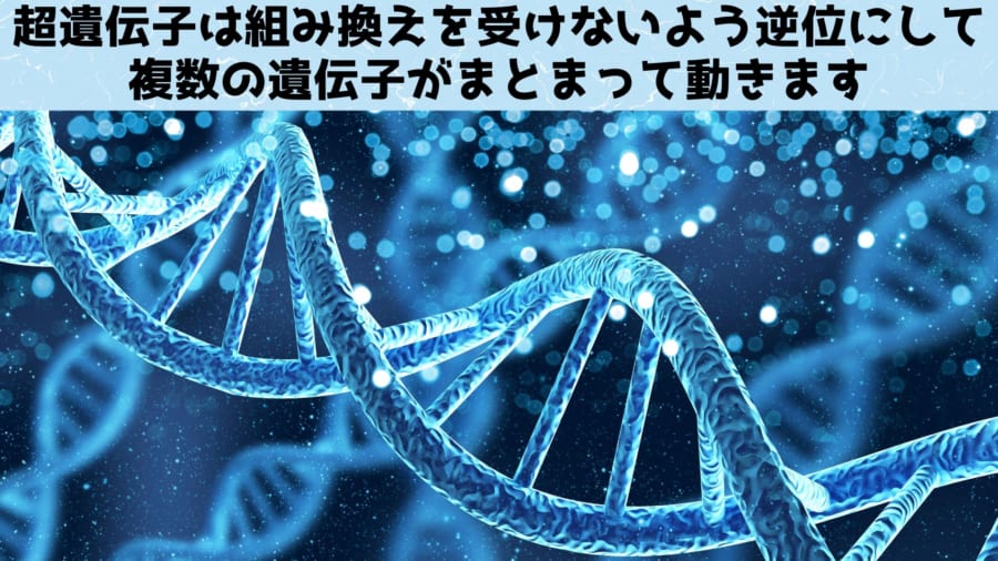 欲張りな「超遺伝子」の存在が組み換えを妨害していた