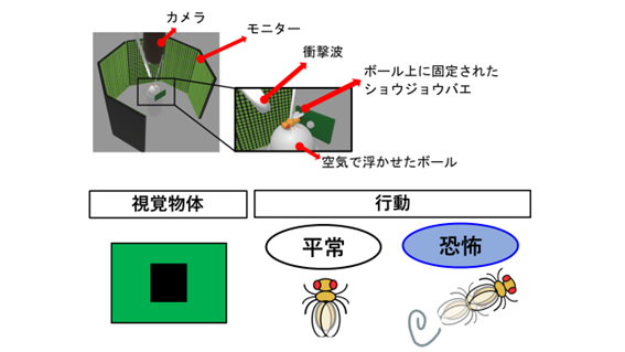 恐怖状態にあると逃走反応を示した