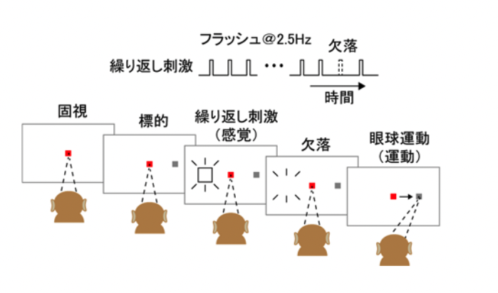 実験の模式図