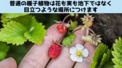 地面の下で「花」を咲かせ「実」を結ぶ新種のヤシを発見！