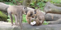 動物園の母ザルが「わが子の亡骸」を食べてしまう！一体なぜ？