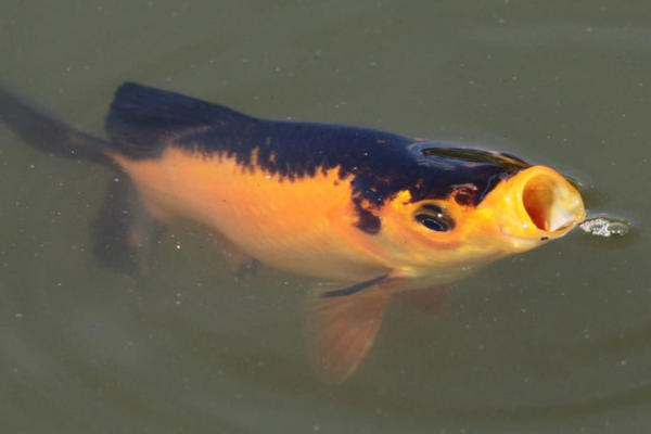 魚は喉が渇くことはないのか？実は魚も飲み水に困っていた!?