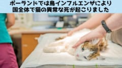 ポーランドでは鳥インフルエンザが異常な猫の死を起こしている