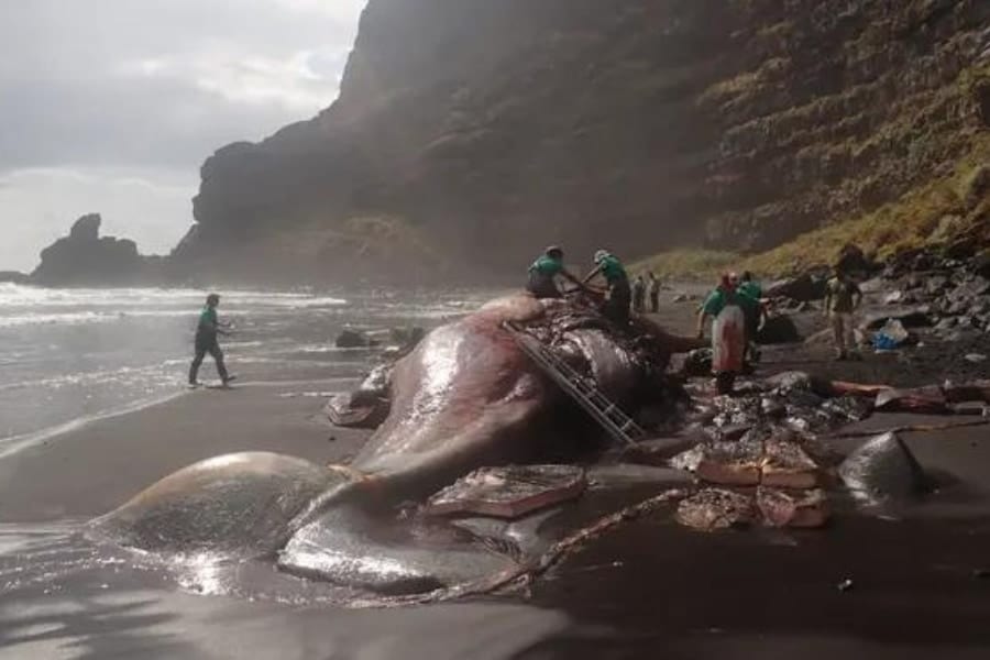 ラ・パルマ島に打ち上がったマッコウクジラの死骸