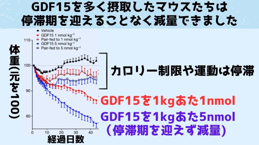 GDF15を日毎日1回注射されていたマウスたちは停滞期を迎えることなく体重が順調に減少