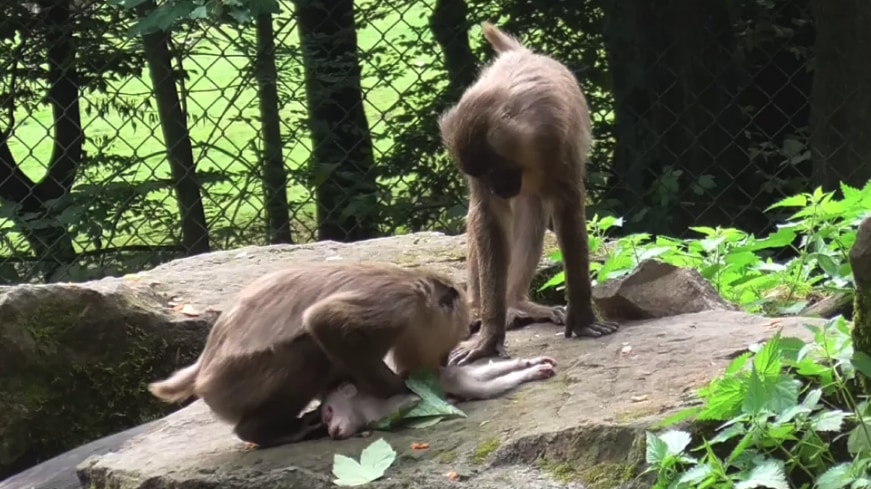 死んだわが子を撫でるクマシ