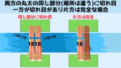 2本とも短い第1染色体「1B」であった場合にも、卵は生存できずに死んでしまいます