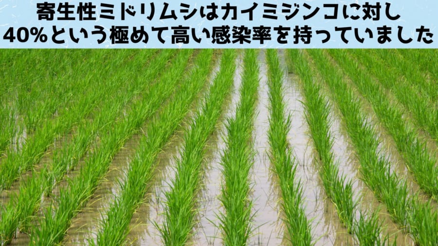 寄生性ミドリムシの致死的な感染が水田の生態系のバランスに大きな影響を与えている可能性があります