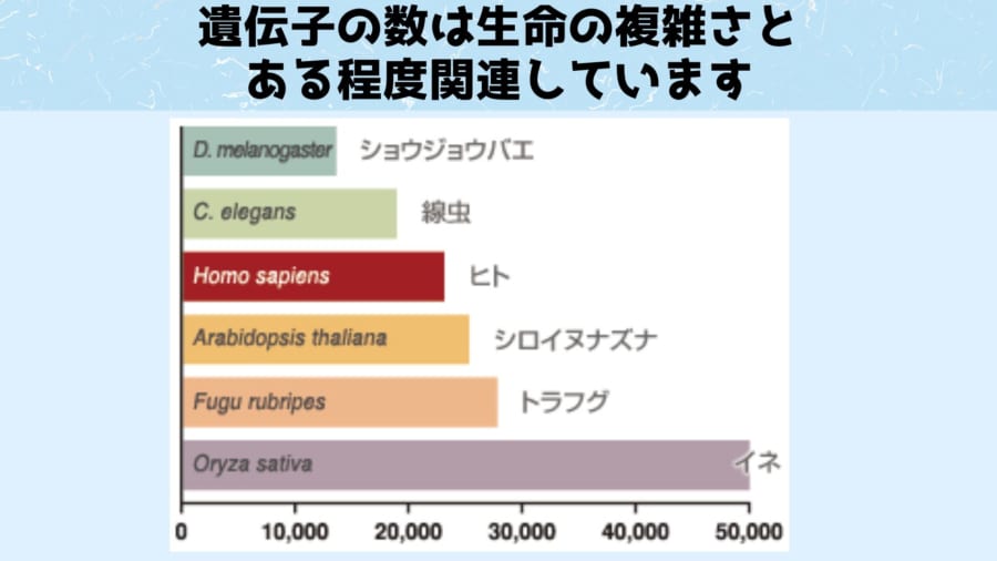 最低限何個の遺伝子があれば生物になるのか？